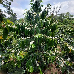 Garden of Coi (Pre-Processing Area), Trang trại của chúng tôi, cà phê Việt Nam, cà phê đặc sản Việt, cà phê hữu cơ Việt, Lâm Đồng, Đà Lạt, Đắk Lắk - 50ha