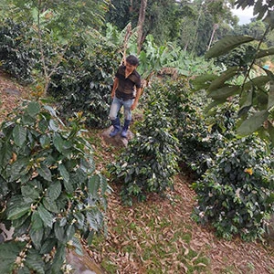 Garden of Coi (Pre-Processing Area), Trang trại của chúng tôi, cà phê Việt Nam, cà phê đặc sản Việt, cà phê hữu cơ Việt, Lâm Đồng, Đà Lạt, Đắk Lắk - 50ha