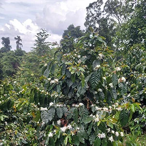 Garden of Coi (Pre-Processing Area), Trang trại của chúng tôi, cà phê Việt Nam, cà phê đặc sản Việt, cà phê hữu cơ Việt, Lâm Đồng, Đà Lạt, Đắk Lắk - 50ha