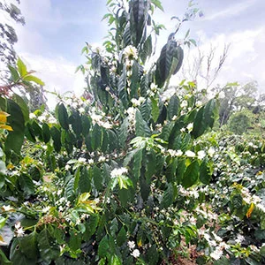 Garden of Coi (Pre-Processing Area), Trang trại của chúng tôi, cà phê Việt Nam, cà phê đặc sản Việt, cà phê hữu cơ Việt, Lâm Đồng, Đà Lạt, Đắk Lắk - 50ha