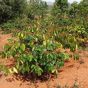 Garden of Le Anh Son, Trang trại của chúng tôi, cà phê Việt Nam, cà phê đặc sản Việt, cà phê hữu cơ Việt, Lâm Đồng, Đà Lạt, Đắk Lắk - 50ha