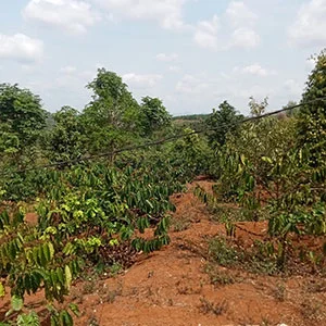 Garden of Le Anh Son, Trang trại của chúng tôi, cà phê Việt Nam, cà phê đặc sản Việt, cà phê hữu cơ Việt, Lâm Đồng, Đà Lạt, Đắk Lắk - 50ha