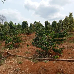 Garden of Le Anh Son, Trang trại của chúng tôi, cà phê Việt Nam, cà phê đặc sản Việt, cà phê hữu cơ Việt, Lâm Đồng, Đà Lạt, Đắk Lắk - 50ha
