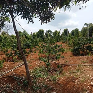 Garden of Le Anh Son, Trang trại của chúng tôi, cà phê Việt Nam, cà phê đặc sản Việt, cà phê hữu cơ Việt, Lâm Đồng, Đà Lạt, Đắk Lắk - 50ha