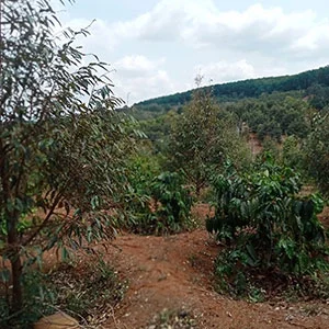 Garden of Le Anh Son, Trang trại của chúng tôi, cà phê Việt Nam, cà phê đặc sản Việt, cà phê hữu cơ Việt, Lâm Đồng, Đà Lạt, Đắk Lắk - 50ha