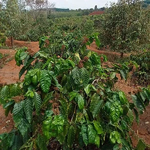 Garden of Le Anh Son, Trang trại của chúng tôi, cà phê Việt Nam, cà phê đặc sản Việt, cà phê hữu cơ Việt, Lâm Đồng, Đà Lạt, Đắk Lắk - 50ha