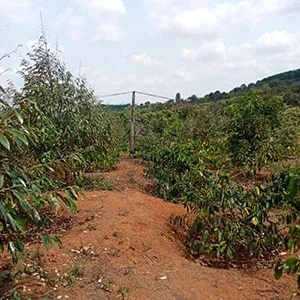 Garden of Le Anh Son, Trang trại của chúng tôi, cà phê Việt Nam, cà phê đặc sản Việt, cà phê hữu cơ Việt, Lâm Đồng, Đà Lạt, Đắk Lắk - 50ha