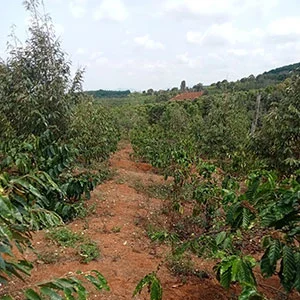 Garden of Le Anh Son, Trang trại của chúng tôi, cà phê Việt Nam, cà phê đặc sản Việt, cà phê hữu cơ Việt, Lâm Đồng, Đà Lạt, Đắk Lắk - 50ha