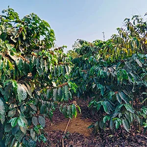 Garden of Vy, Trang trại của chúng tôi, cà phê Việt Nam, cà phê đặc sản Việt, cà phê hữu cơ Việt, Lâm Đồng, Đà Lạt, Đắk Lắk - 50ha