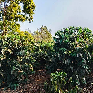 Garden of Vy, Trang trại của chúng tôi, cà phê Việt Nam, cà phê đặc sản Việt, cà phê hữu cơ Việt, Lâm Đồng, Đà Lạt, Đắk Lắk - 50ha