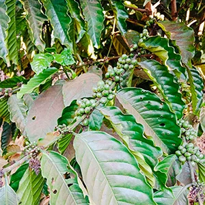 Garden of Vy, Trang trại của chúng tôi, cà phê Việt Nam, cà phê đặc sản Việt, cà phê hữu cơ Việt, Lâm Đồng, Đà Lạt, Đắk Lắk - 50ha