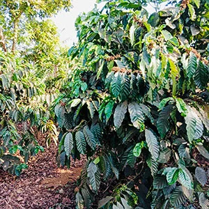 Garden of Vy, Trang trại của chúng tôi, cà phê Việt Nam, cà phê đặc sản Việt, cà phê hữu cơ Việt, Lâm Đồng, Đà Lạt, Đắk Lắk - 50ha