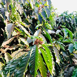 Garden of Vy, Trang trại của chúng tôi, cà phê Việt Nam, cà phê đặc sản Việt, cà phê hữu cơ Việt, Lâm Đồng, Đà Lạt, Đắk Lắk - 50ha