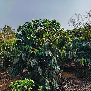 Garden of Vy, Trang trại của chúng tôi, cà phê Việt Nam, cà phê đặc sản Việt, cà phê hữu cơ Việt, Lâm Đồng, Đà Lạt, Đắk Lắk - 50ha