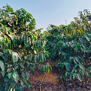 Garden of Vy, Trang trại của chúng tôi, cà phê Việt Nam, cà phê đặc sản Việt, cà phê hữu cơ Việt, Lâm Đồng, Đà Lạt, Đắk Lắk - 50ha