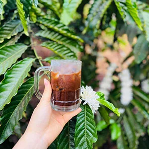 Garden of Vy, Trang trại của chúng tôi, cà phê Việt Nam, cà phê đặc sản Việt, cà phê hữu cơ Việt, Lâm Đồng, Đà Lạt, Đắk Lắk - 50ha