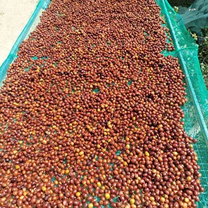 Garden of Coi (Pre-Processing Area), Trang trại của chúng tôi, cà phê Việt Nam, cà phê đặc sản Việt, cà phê hữu cơ Việt, Lâm Đồng, Đà Lạt, Đắk Lắk - 50ha