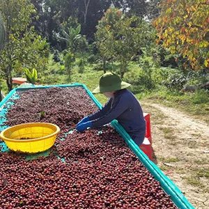 Garden of Coi (Pre-Processing Area), Trang trại của chúng tôi, cà phê Việt Nam, cà phê đặc sản Việt, cà phê hữu cơ Việt, Lâm Đồng, Đà Lạt, Đắk Lắk - 50ha