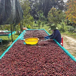 Garden of Coi (Pre-Processing Area), Trang trại của chúng tôi, cà phê Việt Nam, cà phê đặc sản Việt, cà phê hữu cơ Việt, Lâm Đồng, Đà Lạt, Đắk Lắk - 50ha