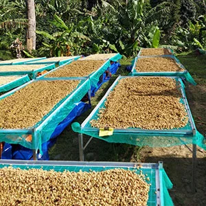 Garden of Coi (Pre-Processing Area), Trang trại của chúng tôi, cà phê Việt Nam, cà phê đặc sản Việt, cà phê hữu cơ Việt, Lâm Đồng, Đà Lạt, Đắk Lắk - 50ha