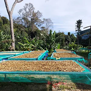 Garden of Coi (Pre-Processing Area), Trang trại của chúng tôi, cà phê Việt Nam, cà phê đặc sản Việt, cà phê hữu cơ Việt, Lâm Đồng, Đà Lạt, Đắk Lắk - 50ha