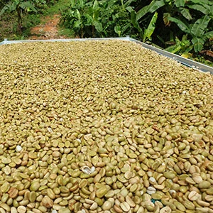 Garden of Coi (Pre-Processing Area), Trang trại của chúng tôi, cà phê Việt Nam, cà phê đặc sản Việt, cà phê hữu cơ Việt, Lâm Đồng, Đà Lạt, Đắk Lắk - 50ha