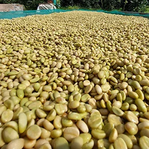 Garden of Coi (Pre-Processing Area), Trang trại của chúng tôi, cà phê Việt Nam, cà phê đặc sản Việt, cà phê hữu cơ Việt, Lâm Đồng, Đà Lạt, Đắk Lắk - 50ha