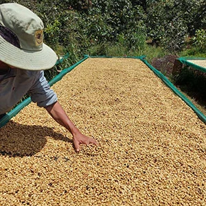 Garden of Coi (Pre-Processing Area), Trang trại của chúng tôi, cà phê Việt Nam, cà phê đặc sản Việt, cà phê hữu cơ Việt, Lâm Đồng, Đà Lạt, Đắk Lắk - 50ha