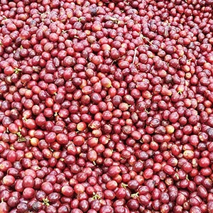 Garden of Coi (Pre-Processing Area), Trang trại của chúng tôi, cà phê Việt Nam, cà phê đặc sản Việt, cà phê hữu cơ Việt, Lâm Đồng, Đà Lạt, Đắk Lắk - 50ha