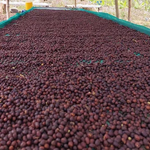 Garden of Coi (Pre-Processing Area), Trang trại của chúng tôi, cà phê Việt Nam, cà phê đặc sản Việt, cà phê hữu cơ Việt, Lâm Đồng, Đà Lạt, Đắk Lắk - 50ha